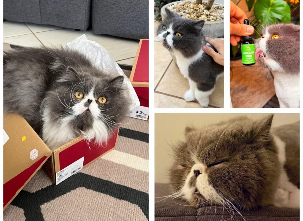 tratamento com cannabis para PET